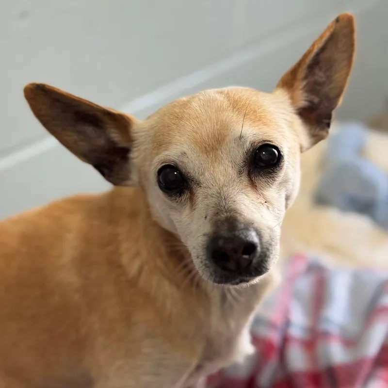 A senior small-sized male Yellow / Tan / Blond / Fawn Chihuahua dog named Howie for adoption in Santa Barbara, CA