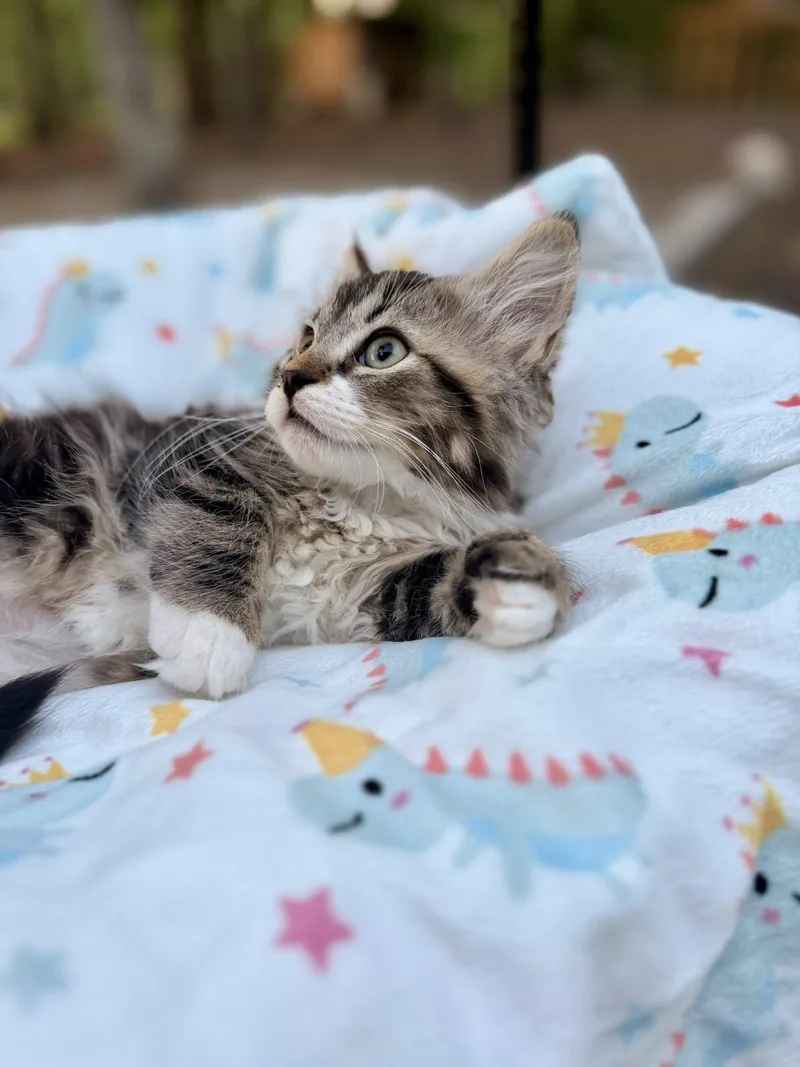 A baby medium-sized male Brown / Chocolate Domestic Long Hair cat named Cod for adoption in Medford, NJ