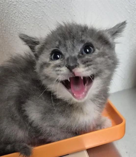 A baby small-sized female Domestic Short Hair cat named Pittypat for adoption in Bakersfield, CA