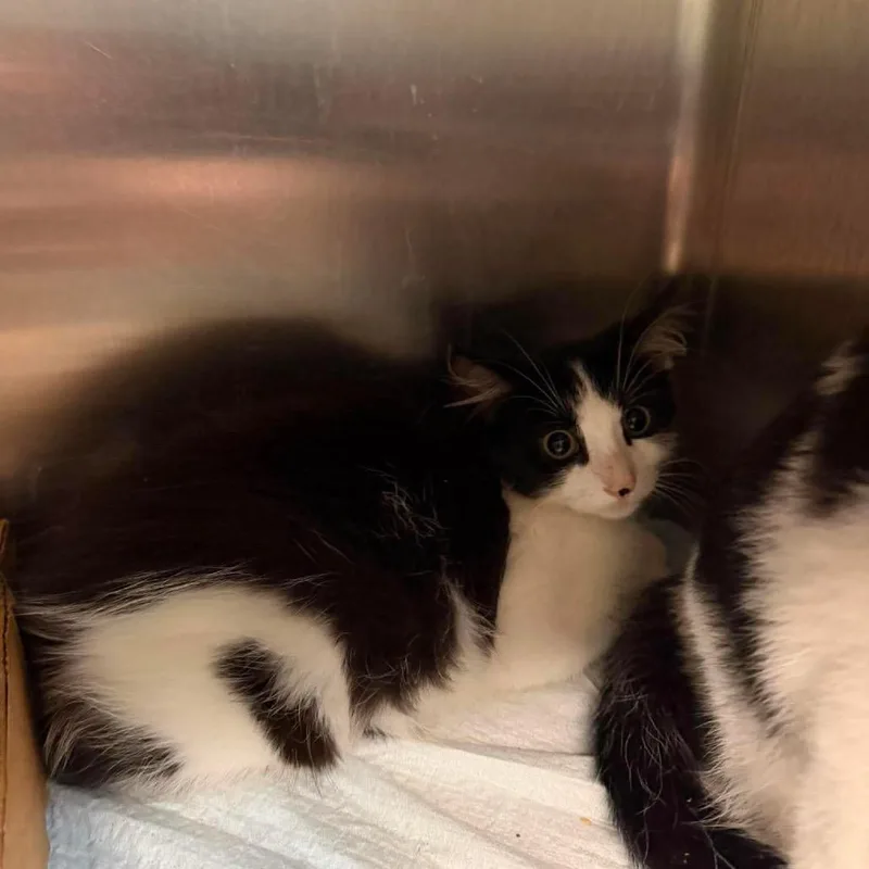 A baby small-sized female Black Domestic Medium Hair cat named Sprout for adoption in Shinnston, WV