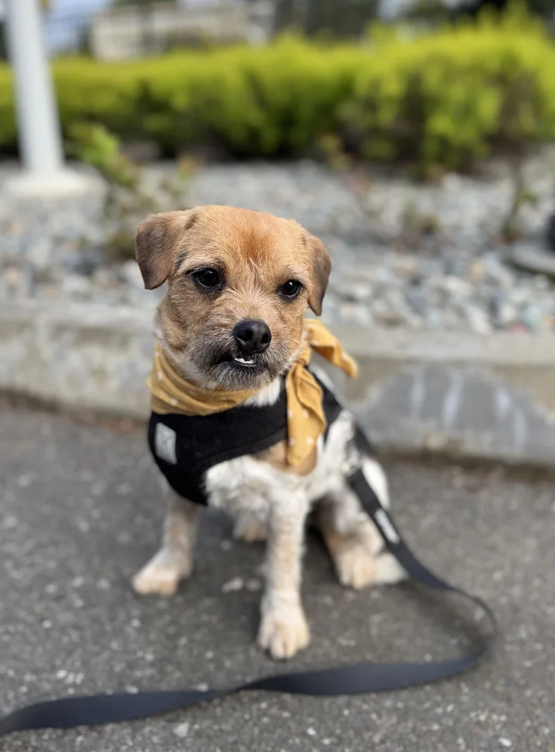 A young small-sized female Golden Terrier dog named Cranberry for adoption in lynnwood , WA