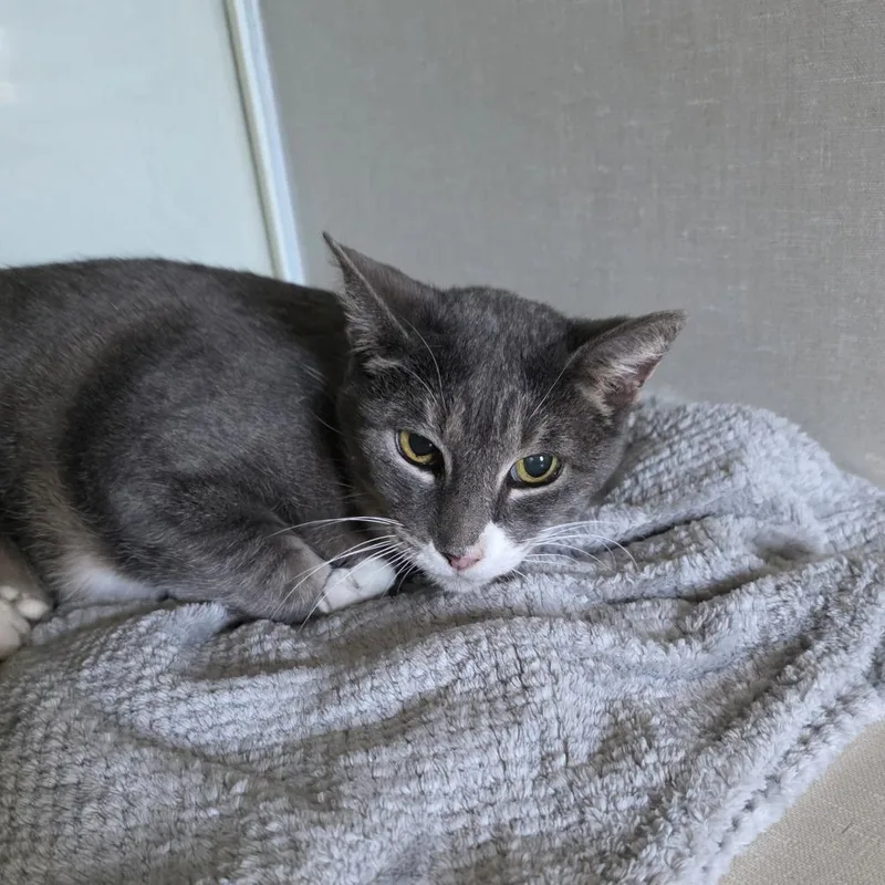 An adult small-sized female Gray / Blue / Silver Domestic Short Hair cat named Sasha for adoption in Midland, TX