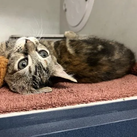 A baby small-sized female Brown / Chocolate Domestic Short Hair cat named Luna for adoption in Dayton, OH
