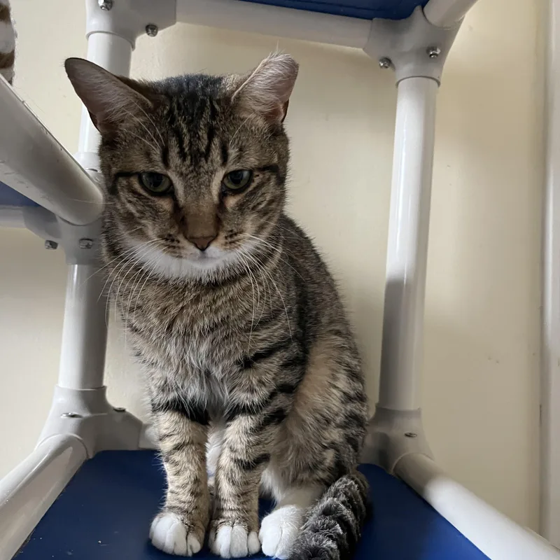 An adult medium-sized male Tabby (Brown / Chocolate) Domestic Short Hair cat named Chuckie Finster for adoption in Salisbury, MA