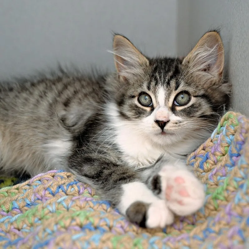 A baby medium-sized male Domestic Long Hair cat named ChooChoo for adoption in Shoreline, WA