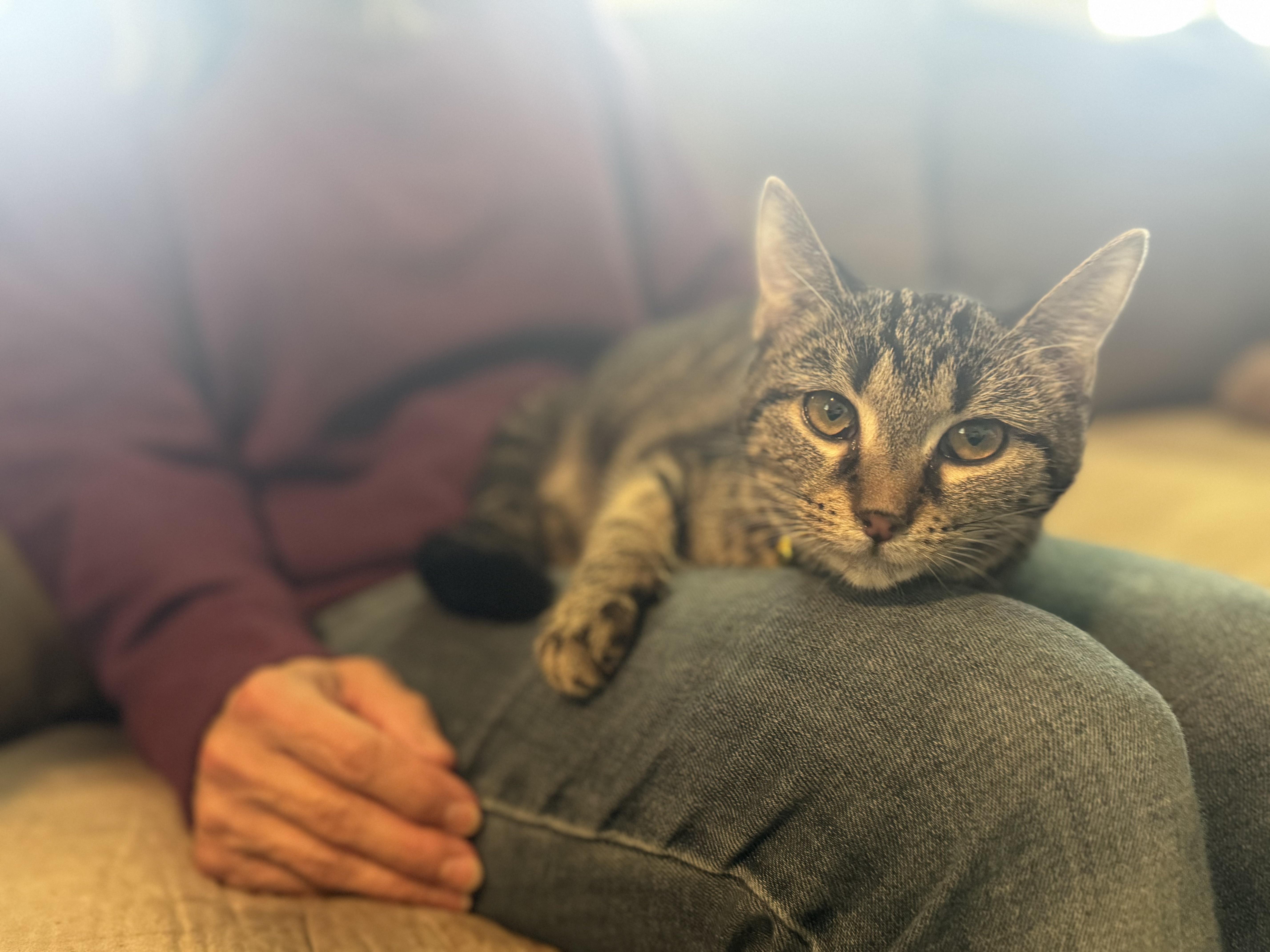 Tiana  Transport thumbnail 4