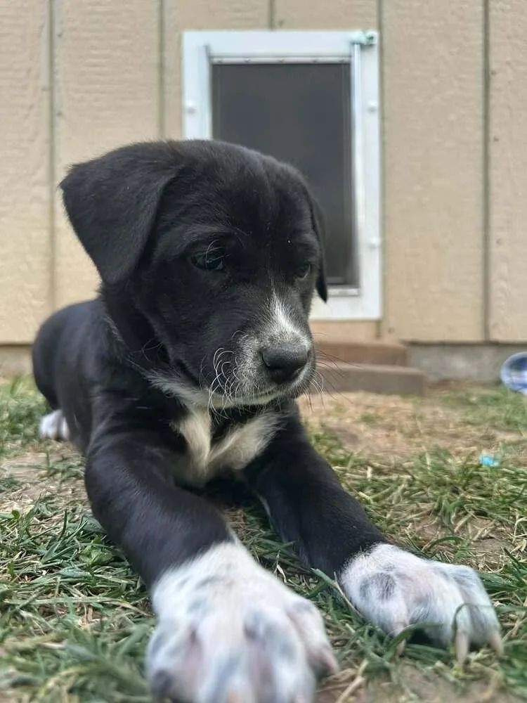 Juno