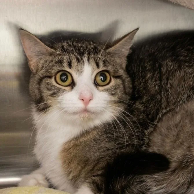 A young small-sized female Gray & White Domestic Short Hair cat named Juniper for adoption in Indiana, PA