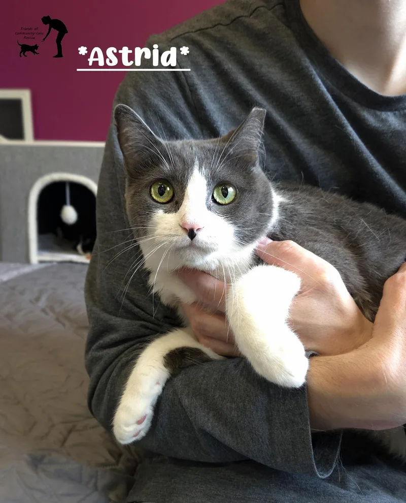An adult medium-sized female Gray & White Domestic Short Hair cat named Astrid for adoption in Centerville, UT