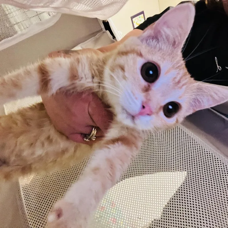 A baby small-sized female Orange / Red Domestic Short Hair cat named Blanche for adoption in Chillicothe, IL