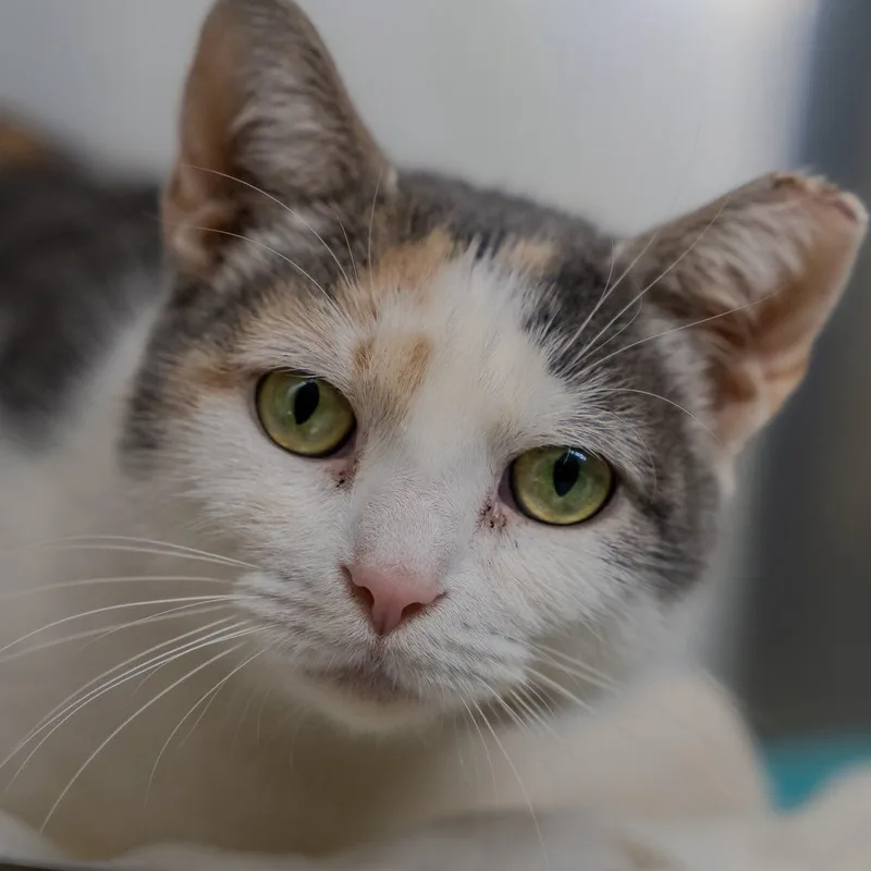 An adult medium-sized female Dilute Calico Domestic Short Hair cat named Maelle for adoption in Alexandria, IN