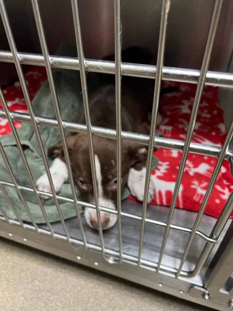 A young small-sized male Mixed Breed dog named Tomato Sandwich for adoption in Rome, GA