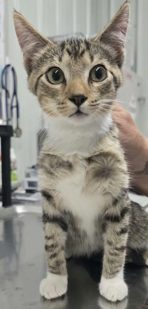 A baby medium-sized female Domestic Short Hair cat named Terra for adoption in Hillsdale, IN