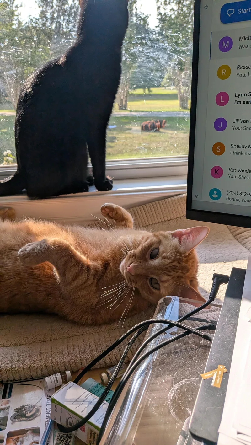 A young large-sized male Domestic Short Hair cat named Pumpkin Love for adoption in Wilmington, NC