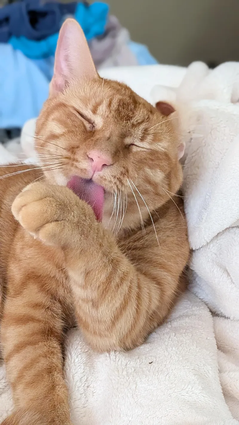 Pumpkin Love thumbnail 2