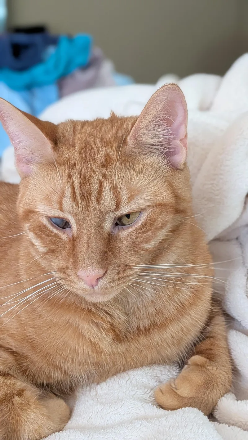 Pumpkin Love thumbnail 3