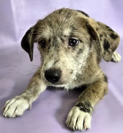 A baby small-sized female Dachshund dog named Meg for adoption in Morton Grove, IL