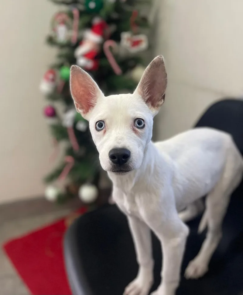 A young medium-sized female White / Cream Mixed Breed dog named Hope for adoption in Palm Desert, CA