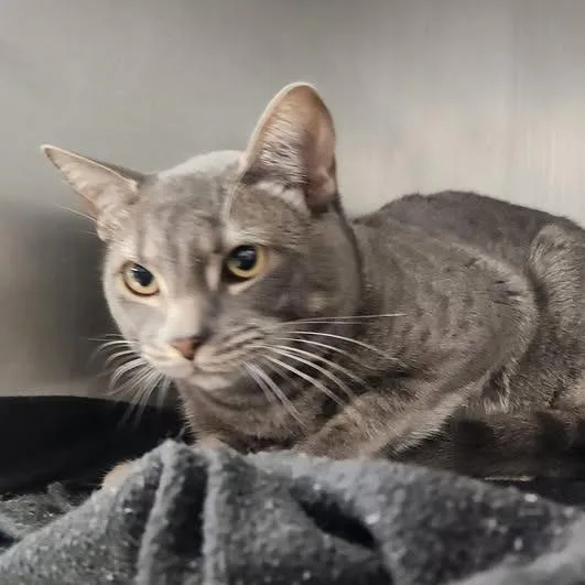 An adult small-sized male Gray / Blue / Silver Domestic Short Hair cat named 26-725 for adoption in Los Banos, CA