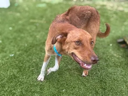 An adult medium-sized female Rhodesian Ridgeback dog named Cheeto for adoption in Gainesville, FL