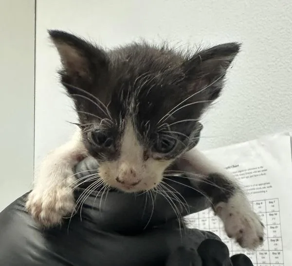 A baby small-sized female Domestic Short Hair cat named Lalo for adoption in San Diego, CA