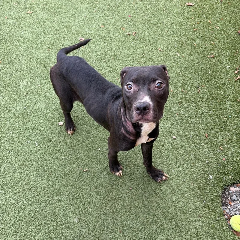 A young medium-sized male Brown / Chocolate Mixed Breed dog named Joker for adoption in Binghamton, NY