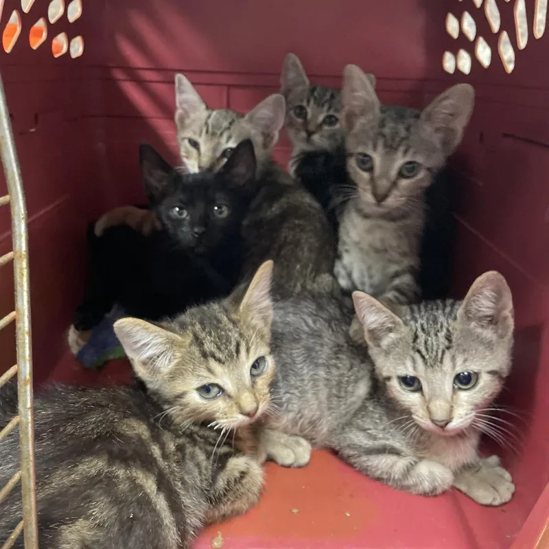 A baby small-sized female Brown / Chocolate Domestic Short Hair cat named Kimchi for adoption in Dickinson, TX