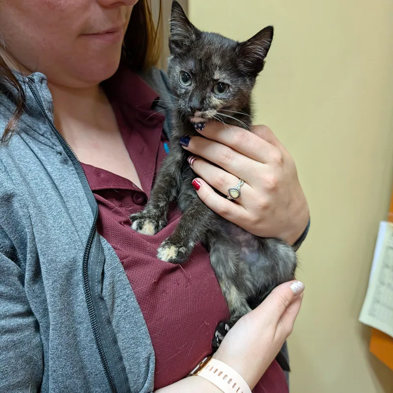 A baby medium-sized female Tortoiseshell Domestic Short Hair cat named Paddy Wack for adoption in Accident, MD
