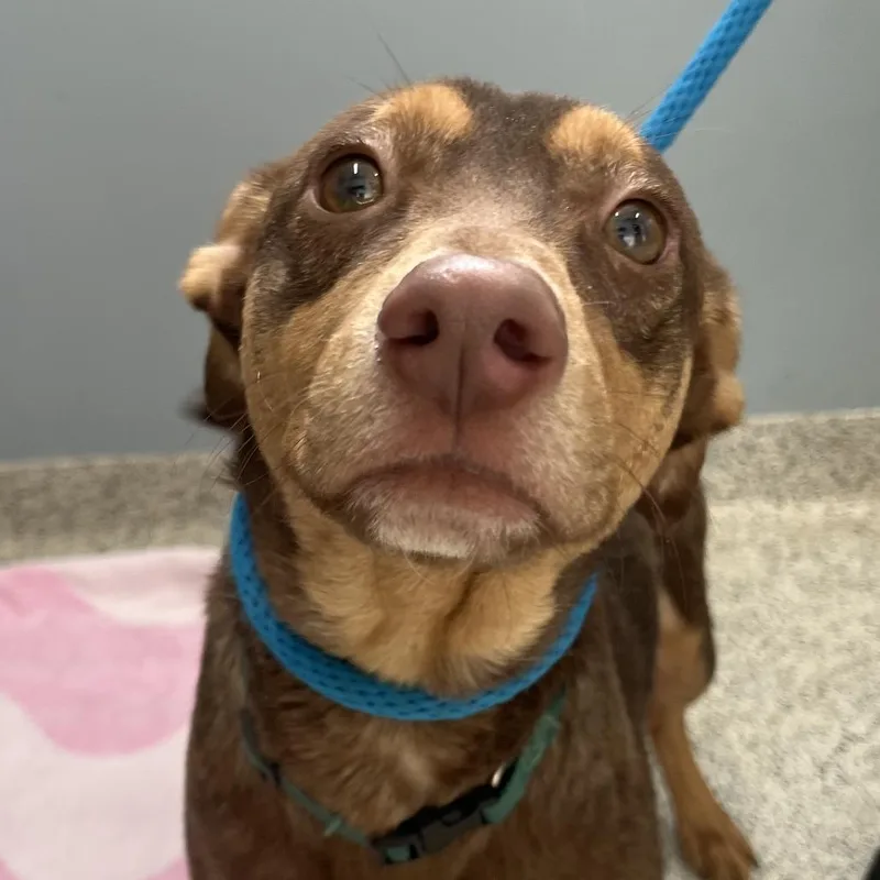 A young medium-sized male Brown / Chocolate Mixed Breed dog named Leo for adoption in Oak Park, IL