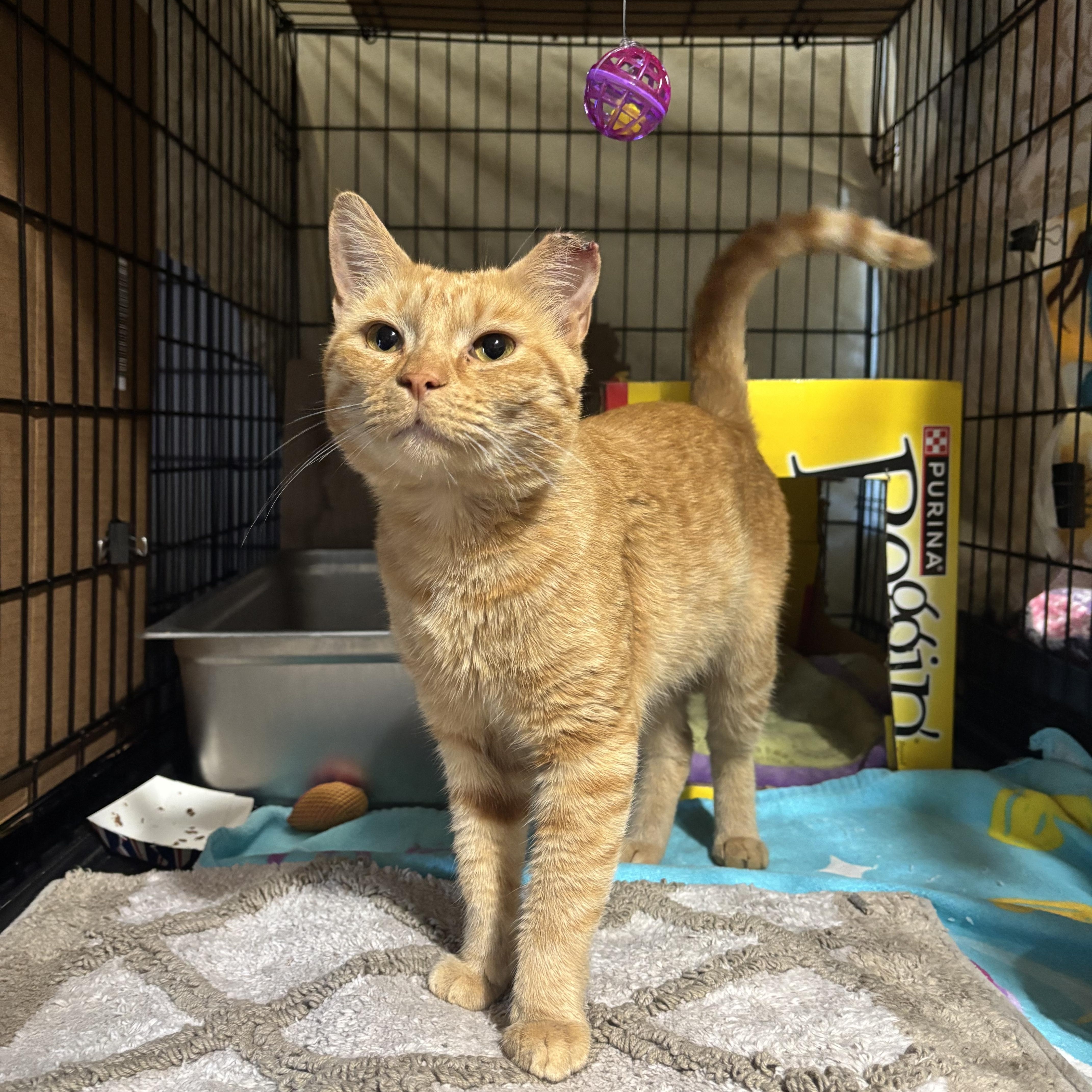 A young medium-sized male Orange / Red Domestic Short Hair cat named Thomas for adoption in Pittsburgh, PA