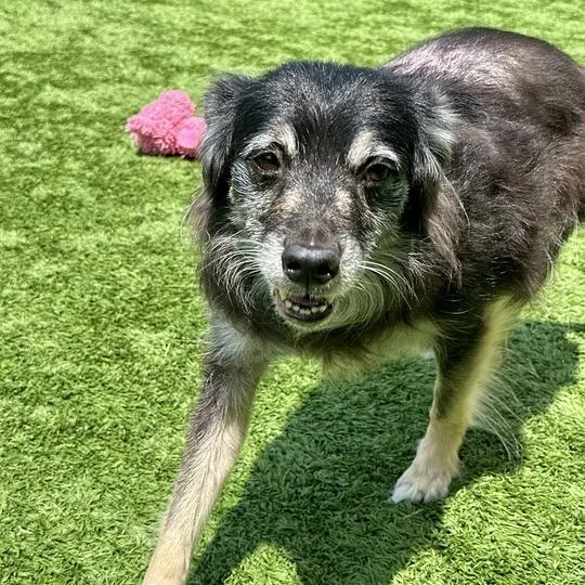 A senior medium-sized female Black Mixed Breed dog named Bella for adoption in Matteson, IL