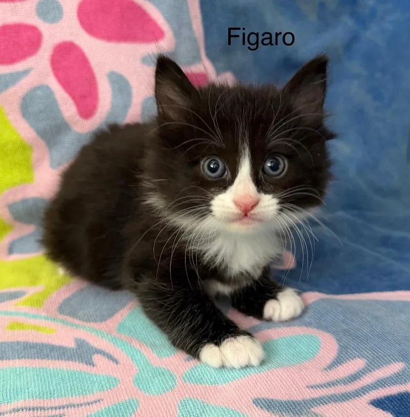 A baby medium-sized male Domestic Long Hair cat named Figaro for adoption in Windsor, CT