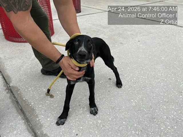 A baby small-sized male Labrador Retriever dog named Camaro for adoption in Naples, FL