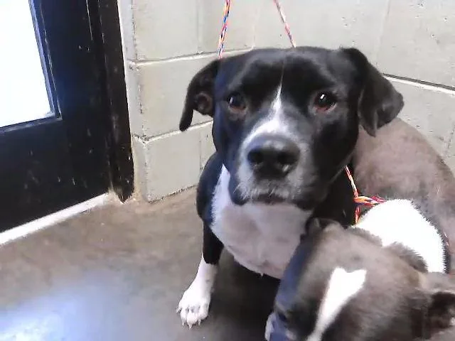 A young large-sized male Pit Bull Terrier dog named Donald Duck for adoption in Tulsa, OK