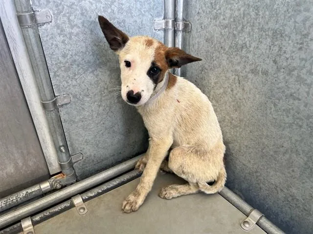 A baby small-sized female German Shepherd Dog dog named Aurora for adoption in Lancaster, CA