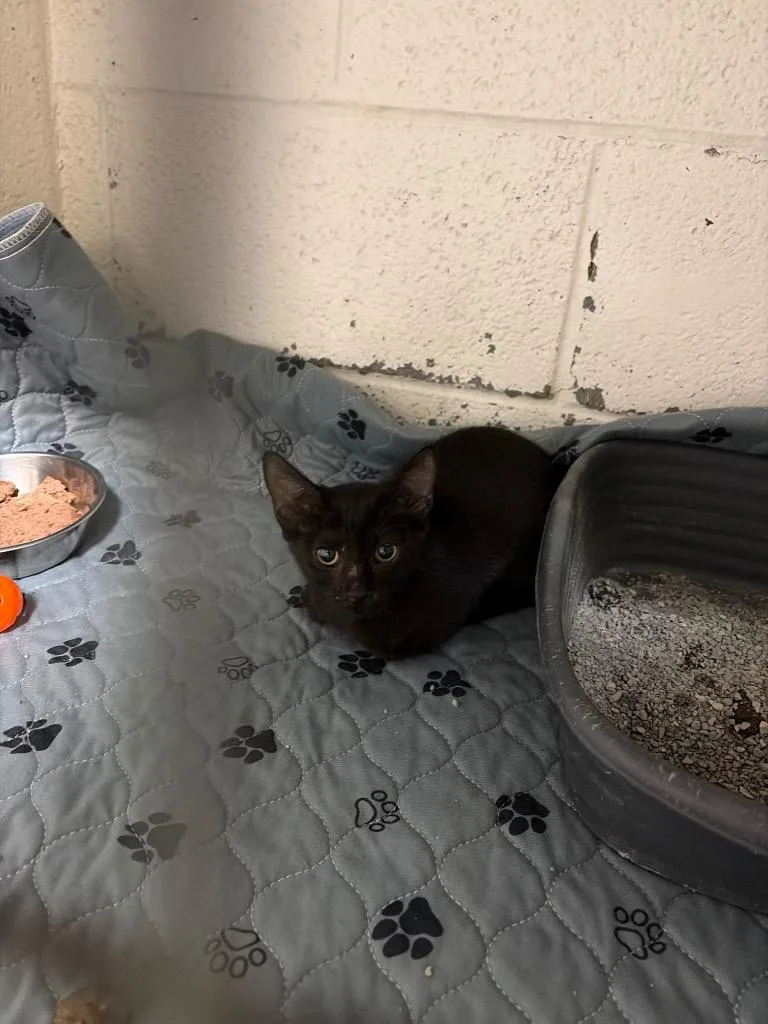 A baby small-sized male Domestic Short Hair cat named Spider Noir for adoption in Ada, OK