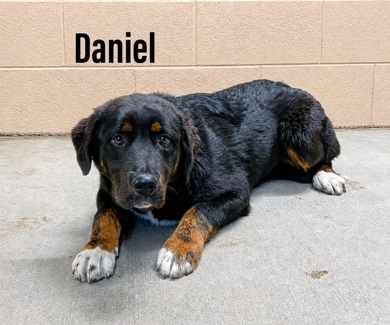 Daniel