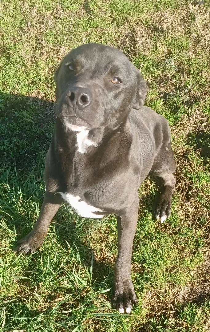 A baby large-sized male Black Labrador Retriever dog named Big Brother for adoption in Newport, AR