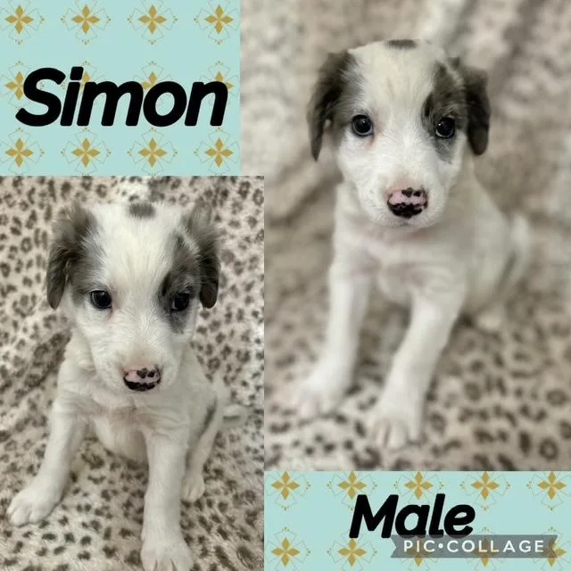 A baby medium-sized male Australian Shepherd dog named Simon for adoption in Manchester, CT