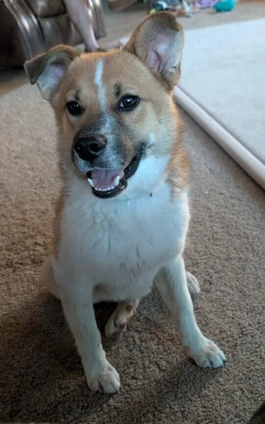 Taz