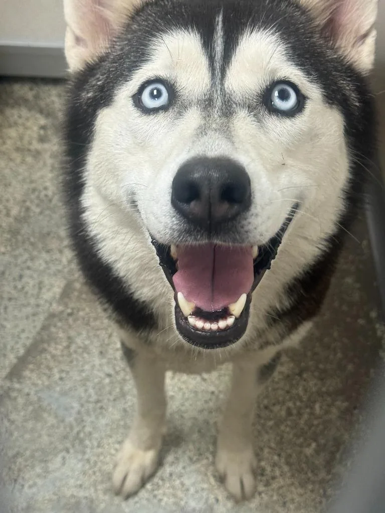 A young medium-sized female Husky dog named Smuckers for adoption in Little Rock, AR