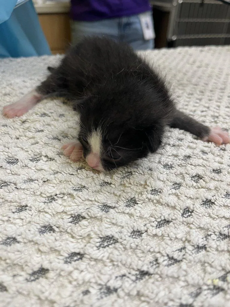 A baby small-sized female Black Domestic Short Hair cat named Toad for adoption in Raleigh, NC