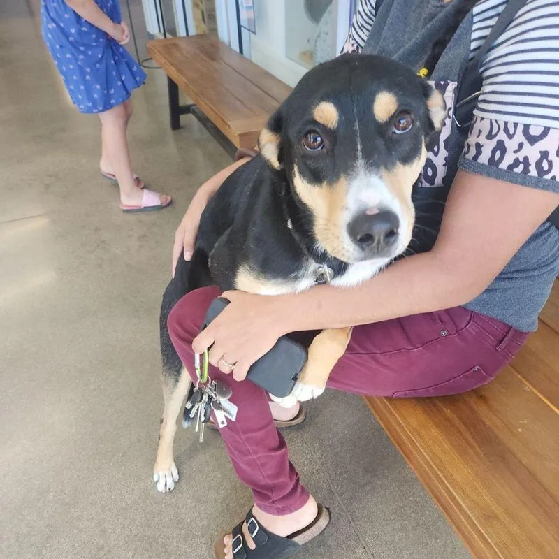 An adult medium-sized male Shepherd dog named Mac for adoption in Kingman, AZ