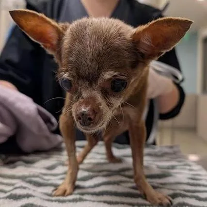 A senior small-sized female Brown / Chocolate Mixed Breed dog named Donna for adoption in Jacksonville, FL