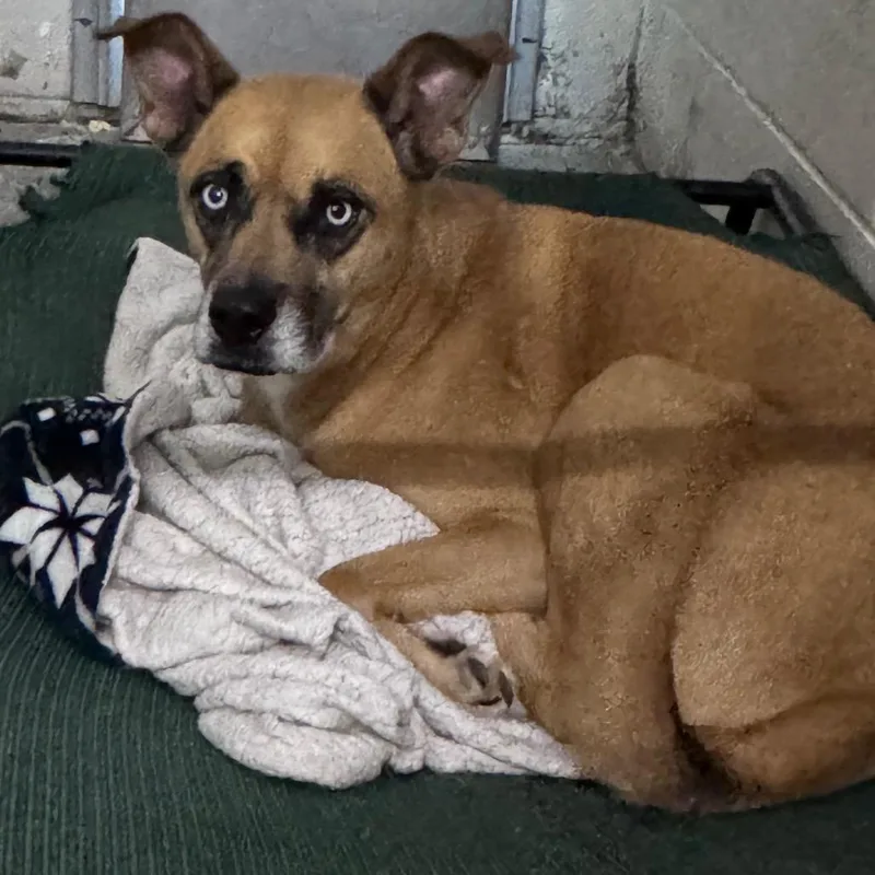 An adult medium-sized female Yellow / Tan / Blond / Fawn Mixed Breed dog named Spirit for adoption in Summerville, SC