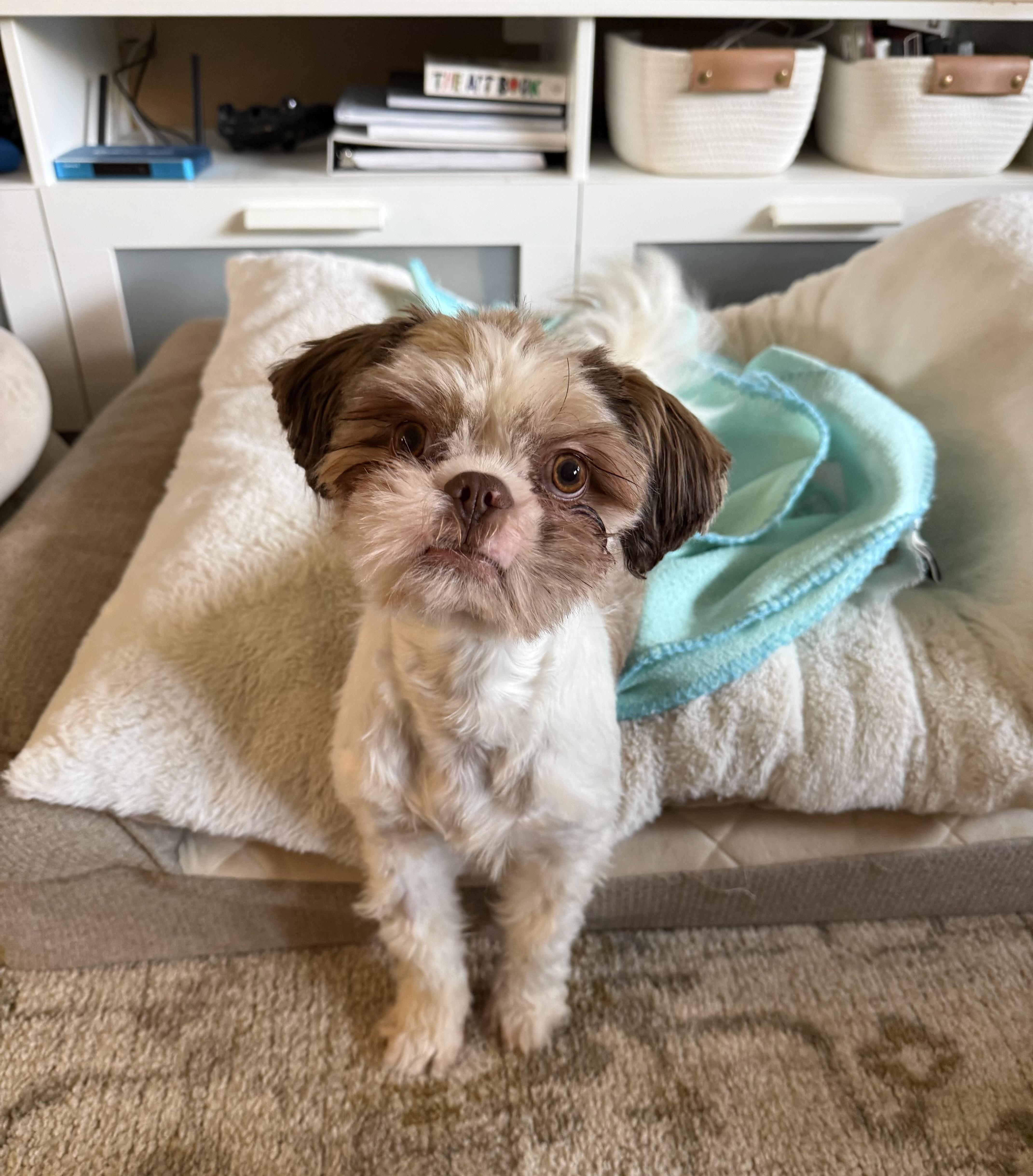 A young small-sized female Shih Tzu dog named Tessa for adoption in Eden Prairie, MN
