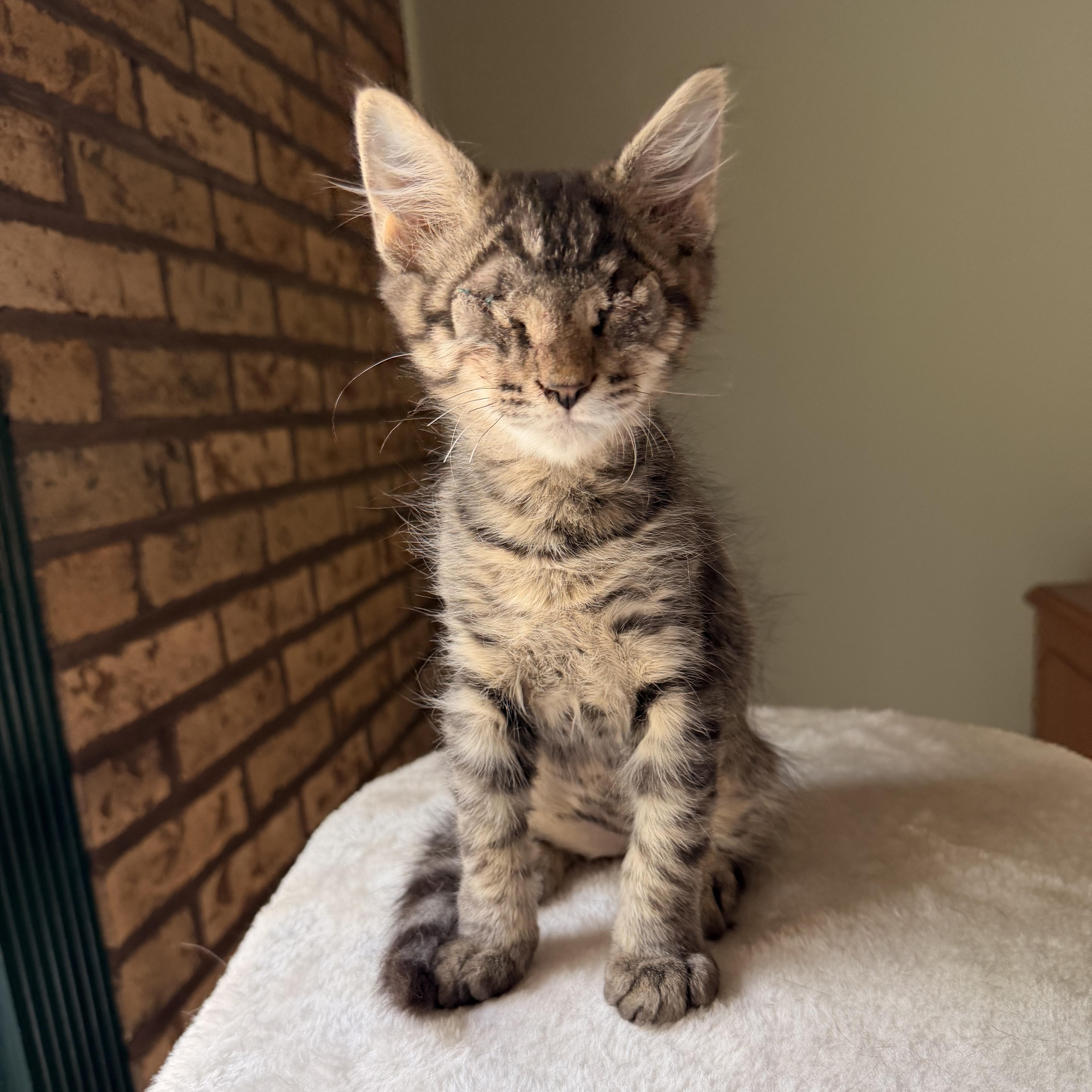 A baby medium-sized male Tabby (Brown / Chocolate) Domestic Medium Hair cat named Bart for adoption in Scranton, PA