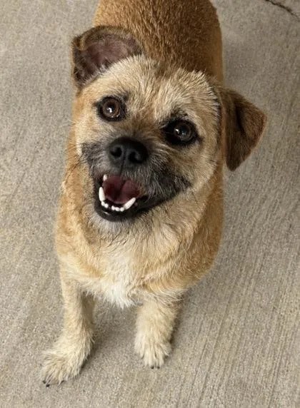 An adult small-sized male Border Terrier dog named Cassanova for adoption in San Antonio, TX