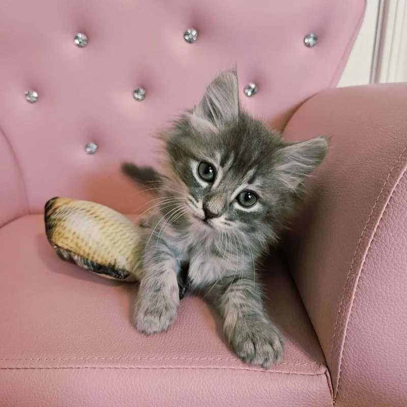 A baby small-sized male Blue Point Domestic Medium Hair cat named Mcrib for adoption in tucson, AZ