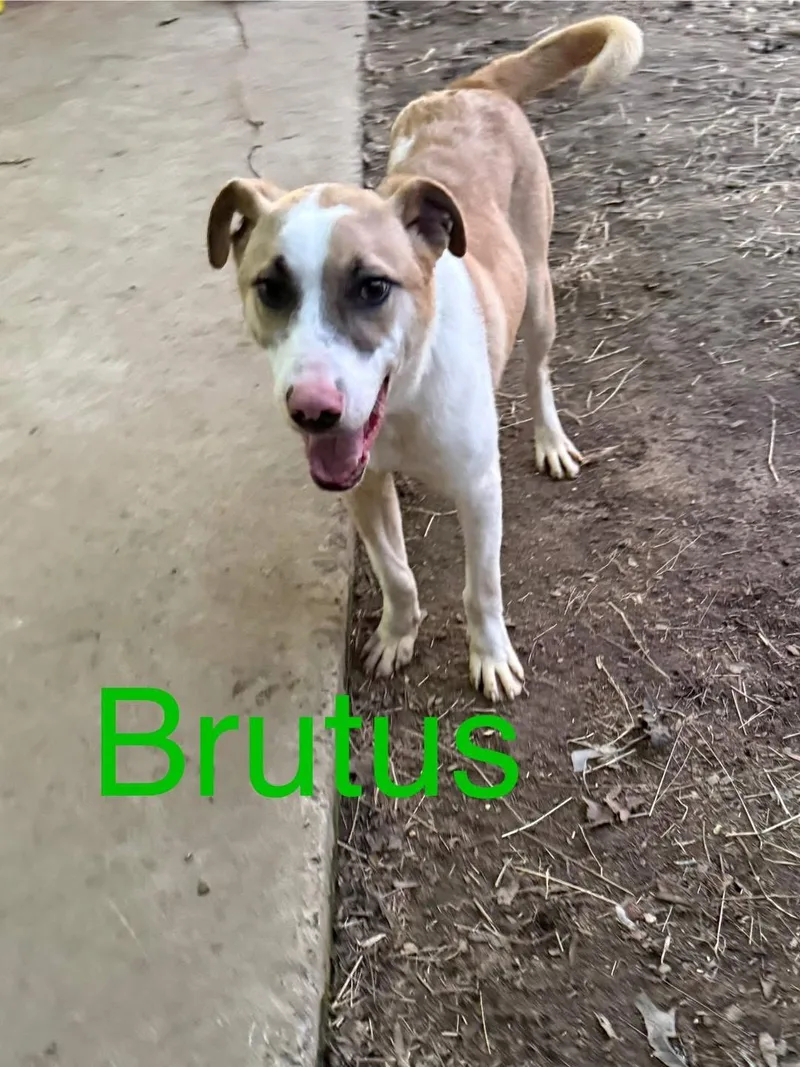 Brutus thumbnail 2